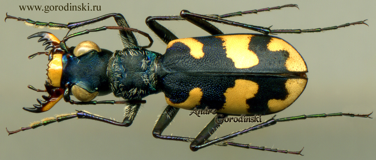 http://www.gorodinski.ru/cicindela/Cephalota luctuosa.jpg